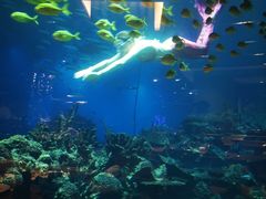 -海棠湾洲际-涛·海底餐厅·美人鱼·自助餐·海底隧道