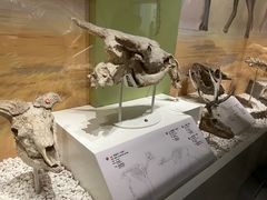 -国家自然博物馆