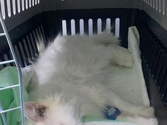 -酷宠动物医院(天通西苑店)