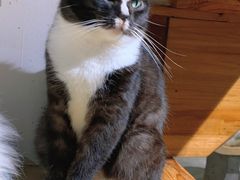 -more than meow吴止猫主题餐厅(承德 中船汇店)