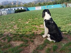 -趣玩宠物乐园寄养训犬训狗游泳池