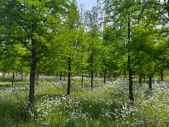 -黄海国家森林公园