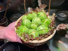 -大龙燚·旷野鲜火锅(广州首店)