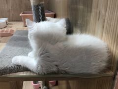 -屋虎猫馆(宝安大仟里店)