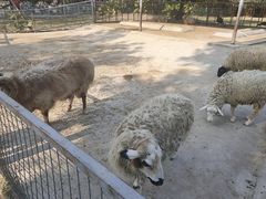 -东莞香市动物园