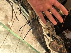 -Ministry of Crab(科伦坡店)