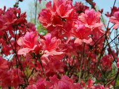 -南汇桃花村