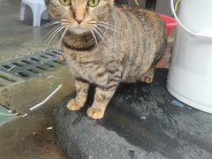 -守英猪脏粉(仓桥街店)