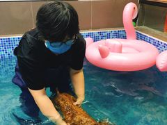 -宠宠熊宠物美容(星湖街店)