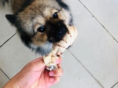 -乐琪宠物医院·犬猫专科·骨外科·急重症