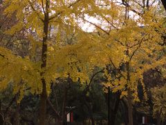 -山东大学(趵突泉校区)