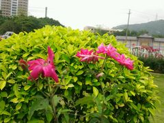-玫瑰海岸文化旅游度假区