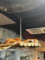 -Zoolung Zoolung动物主题公园(海信广场店)