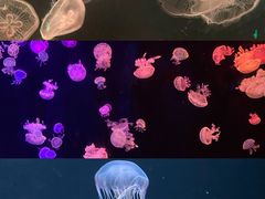 -欢乐海岸海洋奇梦馆