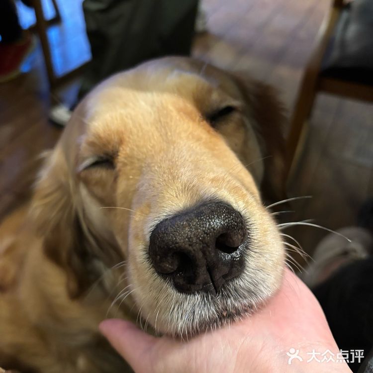 家人们！这家烤肉店的小狗🦮好乖啊！！