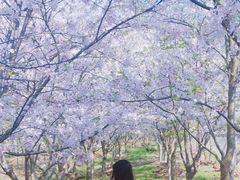 -上海海湾国家森林公园