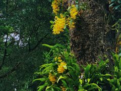 -深圳仙湖植物园