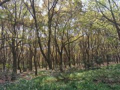 -上海滨江森林公园