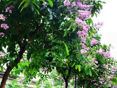 -星海音乐学院(沙河校区)