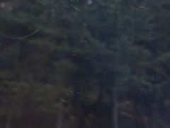 -五营红松林海景区