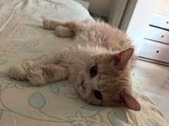 -猫大福·Fortune Cat猫舍(百子湾店)