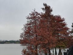 -海珠湖公园