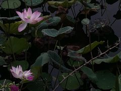 -荔湾湖公园