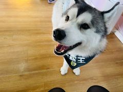 -Husky Go! 哈士奇体验馆·宠物咖啡厅狗咖