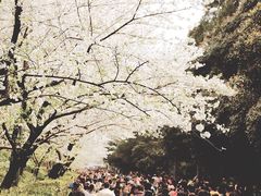 -武汉大学-樱园