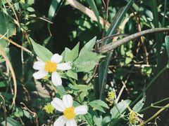 -军营村