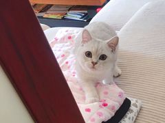 -糯米喵星人总部直营旗舰店·猫舍·幼猫出售