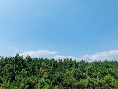 -日照海滨国家森林公园