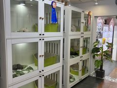 -青奢宠物·青奢猫舍