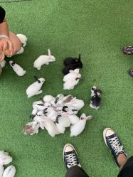 -萌宠亲子动物乐园(槐房万达店)