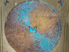 -上海昆虫博物馆