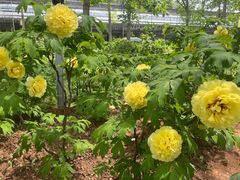 -洛阳市隋唐城遗址植物园
