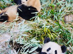 -成都大熊猫繁育研究基地