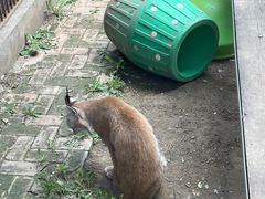 -青藏高原野生动物园