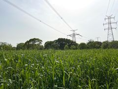 -长田漾湿地公园