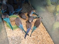 -青石桥花鸟鱼虫市场(叠翠城店)