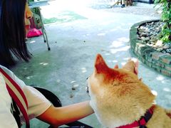 -柴犬高等学院·狗咖·柴犬售卖·宠物训练