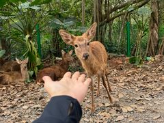 -海南热带野生动植物园