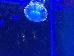 -左海海底世界