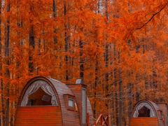 -黄海国家森林公园