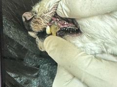 -北京观赏动物医院·24小时大型综合·猫专科·异宠专科