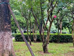 -紫马岭公园
