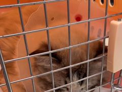 -宠福鑫康馨动物医院·骨科·眼科