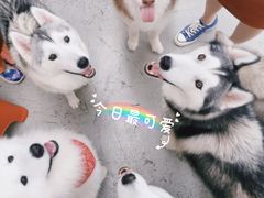 -星多哈·狗咖·拼豆·咖啡