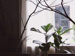 -蓝山四季西餐植物店