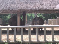 -石家庄市动物园